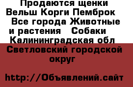 Продаются щенки Вельш Корги Пемброк  - Все города Животные и растения » Собаки   . Калининградская обл.,Светловский городской округ 